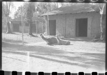 Llamas at San Diego Zoo