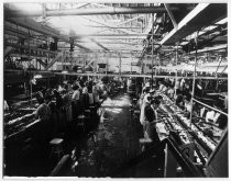 Cannery workers at conveyor belts, Tri-Valley cannery