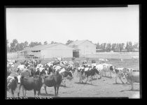 "Canali. Mt. View" dairy farm