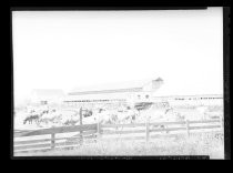 "Amaral. Bowers Rd." dairy farm