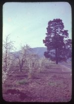 "Union District View Blossom Time 1950"