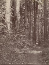 "On the Trail Through the Redwoods to Govenor's Camp, Big Basin Park"