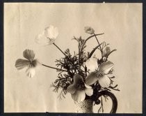 "Eschscholtzia or California poppy. Indigenous to Cal. growing along the line of the Interurban Road"