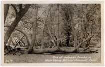Muir Woods postcard