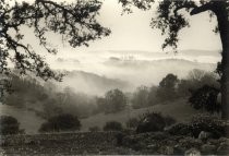 Coastal fog in foothill valleys