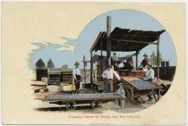 Preparing Prunes for Drying, near San Jose, Cal