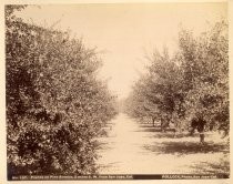 "Prunes on Pine Avenue, 2 miles S. W. from San Jose, Cal."