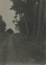 "Pine Trees near beach"