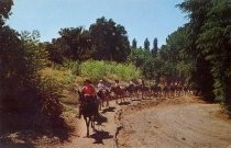 Burro Pack Train, Frontier Village, San Jose