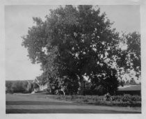 Oak tree near South 11th Street