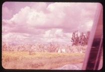 "View from car - spring blossoms so. of Willow Glen 1957"