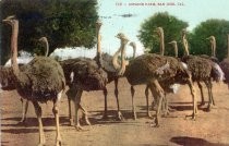 718--Ostrich Farm, San Jose, Cal