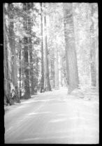 Richardson Grove State Park forest road