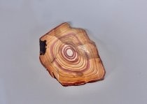 Petrified wood specimen