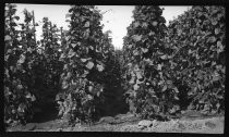 Field crops on vine