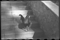 Black chicken on steps at San Diego Zoo