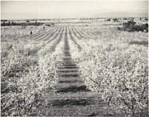 Orchard; c. 1913 or 1914