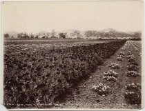 Long Rows of Poppies and Cupids, Morse Seed Farm c. 1902