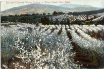 Beautiful California--Prune Orchard in Bloom, Santa Clara Valley