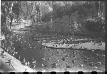 Duck pond at San Diego Zoo