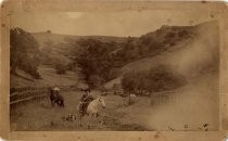 Men on horseback and dogs herding cattle