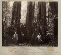 "These 10-foot Diameter Trees are Growing Around an Ancestral Crater"