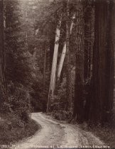 "Mid the Redwoods of La Honda, Santa Cruz, Mts."