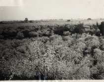 Orchards in bloom