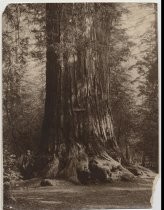 Andrew P. Hill & Father Tree, Big Basin Park