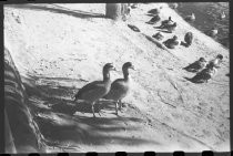 Ducks on the shore next to duck pond at San Diego Zoo