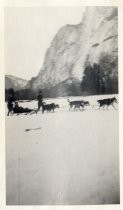 Dog Sledding in Yosemite