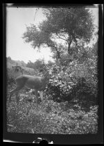 Edwards Ranch photos - deer at ranch