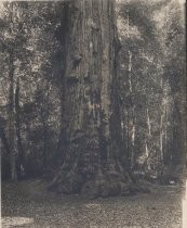"Santa Clara Tree Named in honor of Father Kenna"