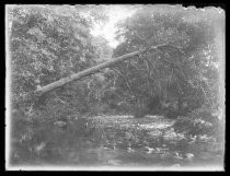 "Camp Taylor, sunlight along river, 8/19/1917, 4 pm"