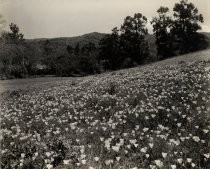 California Poppies, 1938