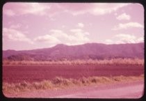 "South of San Jose Blossom Time Spring 1957"