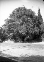 Edwin Markham under oak near South Eleventh Street and the creek