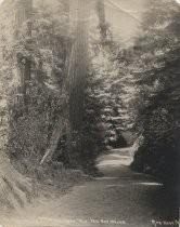 "...Mountain road 'mid tall redwoods"