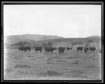 Herd of black cattle