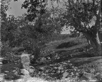 Hillside with trees next to rocky stream, c. 1912