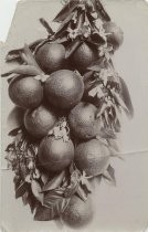 Navel orange still life