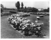 "Talisman Rose, Rose Garden, 1937"