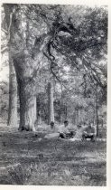 Harold Elliott seated in forest with group