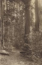 Path through redwoods