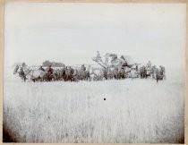 Threshing team in the fields