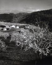 Saratoga Foothills, 1955