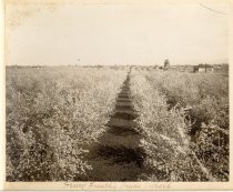 Henry French's Prune Orchard