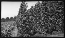 Field crops on vine