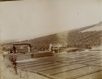 Apricots in drying trays in Evergreen fields, c. 1910