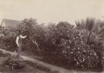 Man in garden with rose bushes